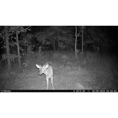 WiseEye Mini MC-2 Cellular Trail Camera